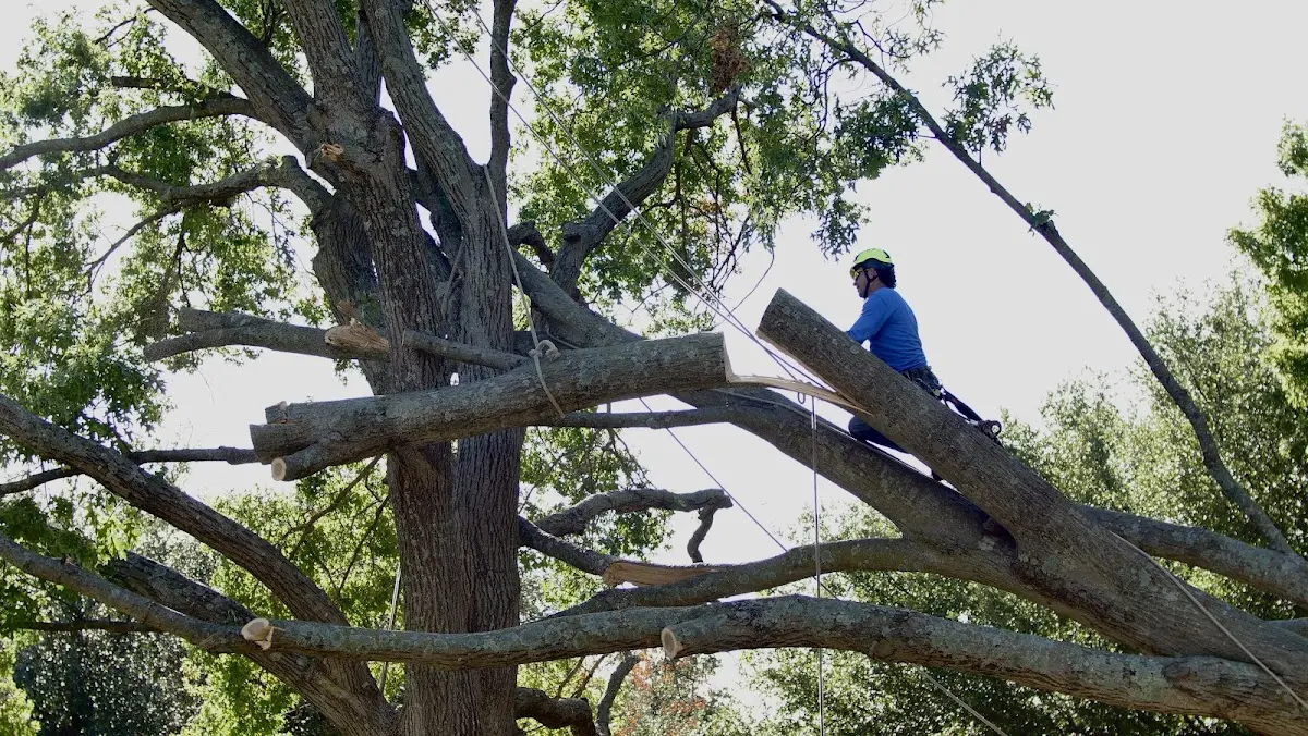 Professional Hazardous Tree Removal performed by certified arborists in Corfu